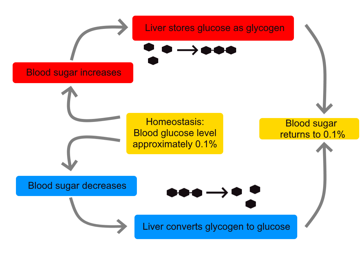 Diagram showing how the body regulates blood sugar and glucose metabolism after eating