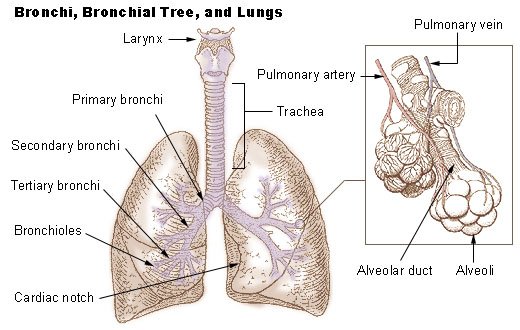 Diagram of the bronchi, bronchial tree, lungs, and alveoli, illustrating where natural supplements for lung health act