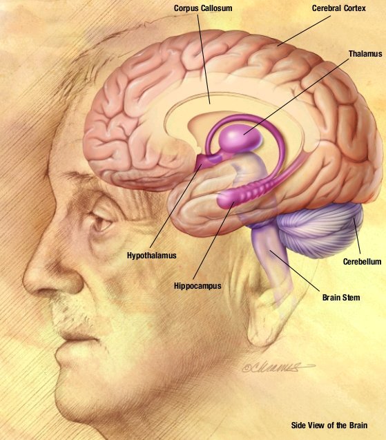 Diagram of the human brain, illustrating natural supplements for memory and focus