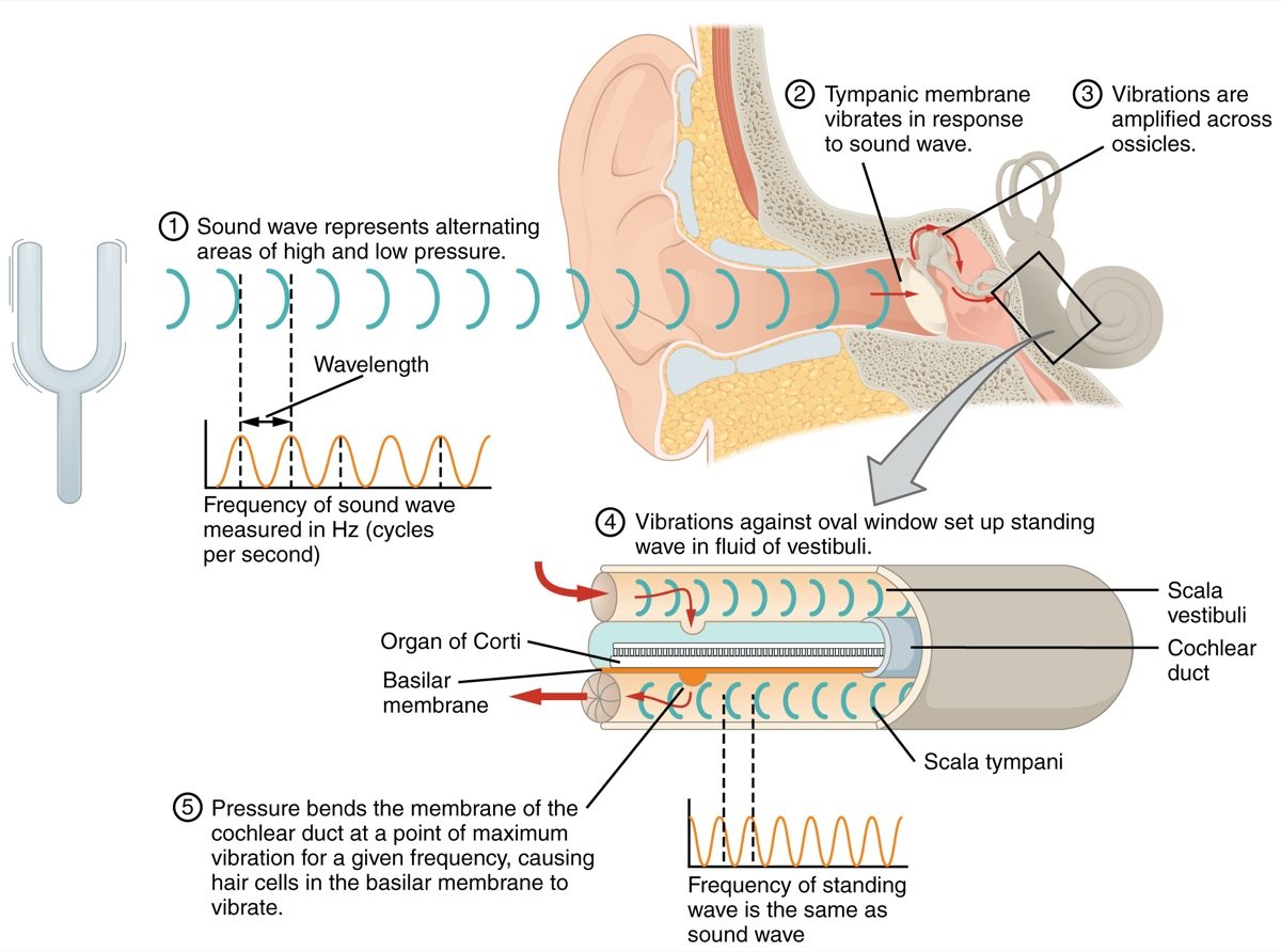 Sound waves near a human ear, illustrating how to calm tinnitus naturally